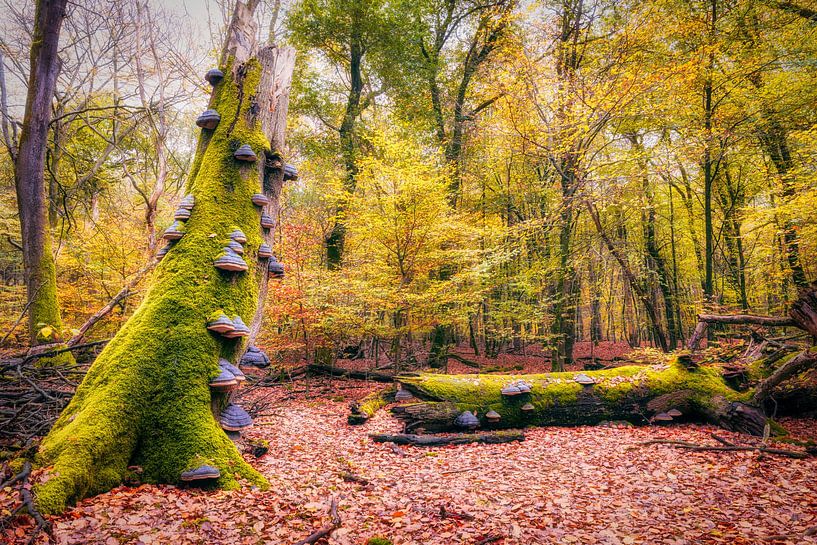 Echte Bärenpilze in einem Herbstwald von eric van der eijk