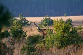 Edelherten op de Veluwe von Roy Zonnenberg