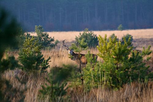 Edelherten op de Veluwe by Roy Zonnenberg