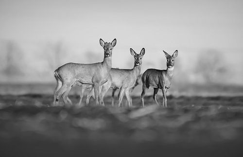 A leap of deer