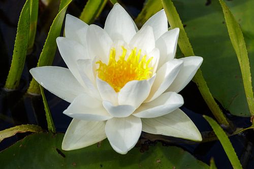 Witte waterlelie