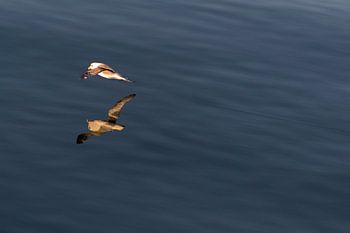 Fulmar in the midnight sun.