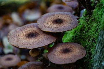 Sombere honingzwam in diep in het bos van Jan Van Bizar