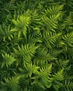 Details of fresh green ferns in spring. by Jos Pannekoek thumbnail