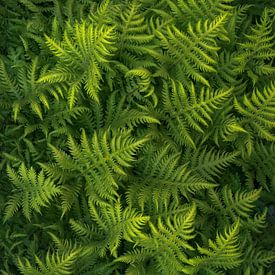 Details of fresh green ferns in spring. by Jos Pannekoek