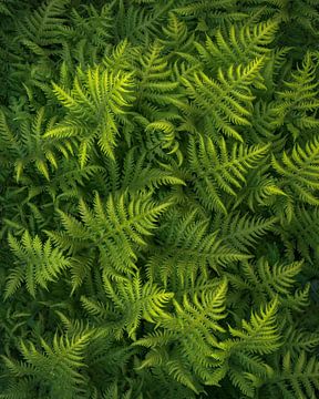 Details of fresh green ferns in spring.