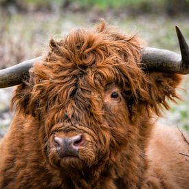 Porträt Schottischer Highlander-Bulle von Marjolein van Middelkoop