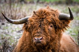 Porträt Schottischer Highlander-Bulle