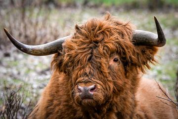 Portret Schotse Hooglander stier van Marjolein van Middelkoop