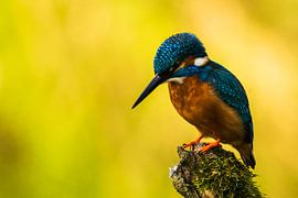 Eisvogel von roeland scheeren