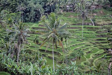 Rijstplantages in Ubud op Bali van Dries van Assen