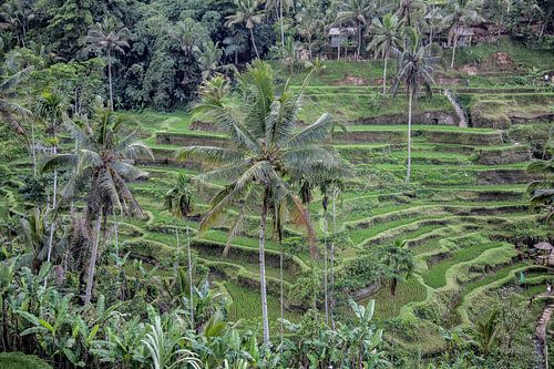 Reisfeldern - Ubud -Bali -Indonesia