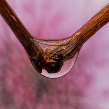 drop of water on a branch by Klaartje Majoor