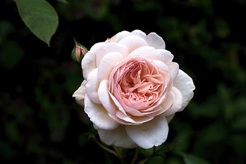 a white pink rose with a hazy green background