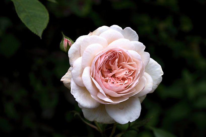 une rose blanche rose sur un fond vert flou par W J Kok