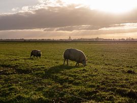 Schafe auf der Wiese im Gegenlicht von Robin Jongerden