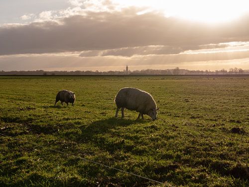Schapen in de wei met tegenlicht