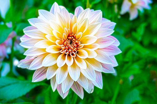 Een bloeiende dahlia