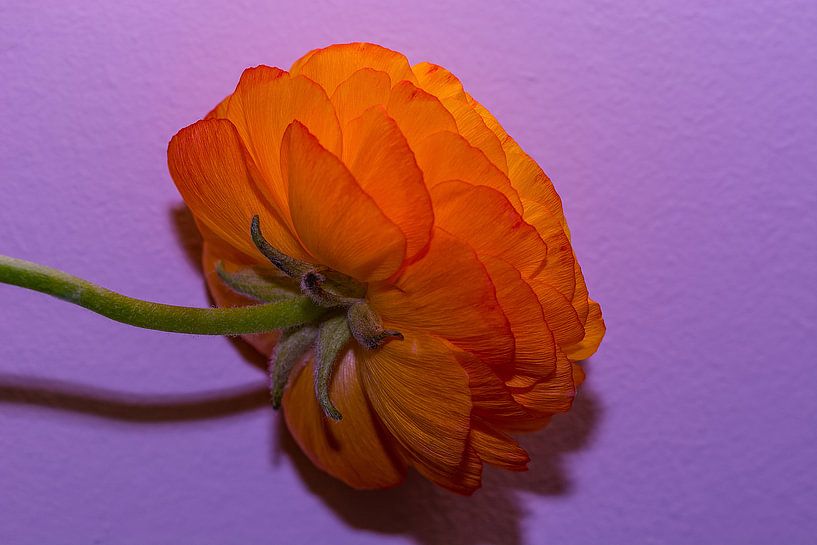 Ranonkel van Bernardine de Laat