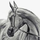 the Arabian horse, Piet Flour by 1x thumbnail