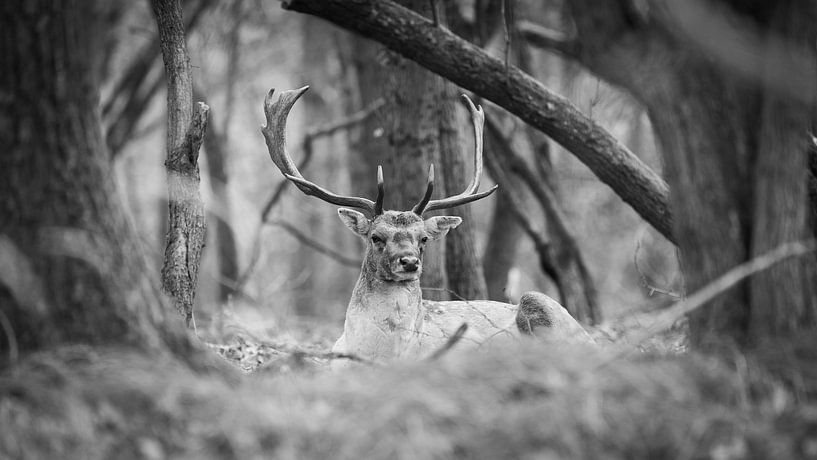 Dam deer in black and white by Ger vd Broek natuurfotografie