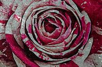 Rose rot weiß
