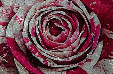 rose red and white van zwergl 0611