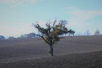 lone oak