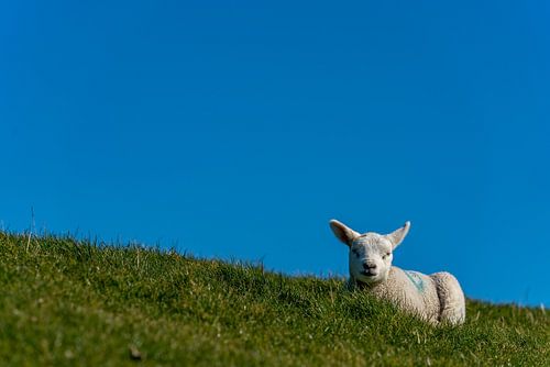 Texel lammetje geniet van de zon