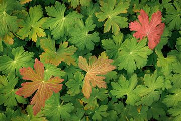 Natural leaves and textures in red and green by Sjaak den Breeje