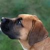 Portrait de profil d'un chiot Boxer sur Sonja Foerster-Odenthal