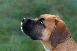 Side view portrait of a Boxer puppy by Sonja Foerster-Odenthal