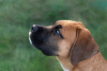 Seitliches Porträt eines Boxer-Welpen