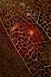 Gefangen in einem goldenen Käfig von Marjolijn van den Berg