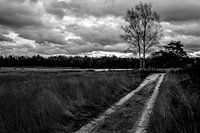 Heide.