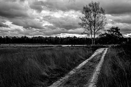 Heide. by Arne Claessens