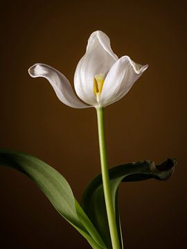 Weiße tote Tulpe von Mister Moret
