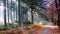 Herfstzon door het bos