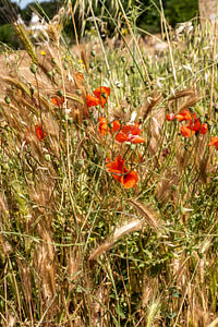 Mohn und Getreide