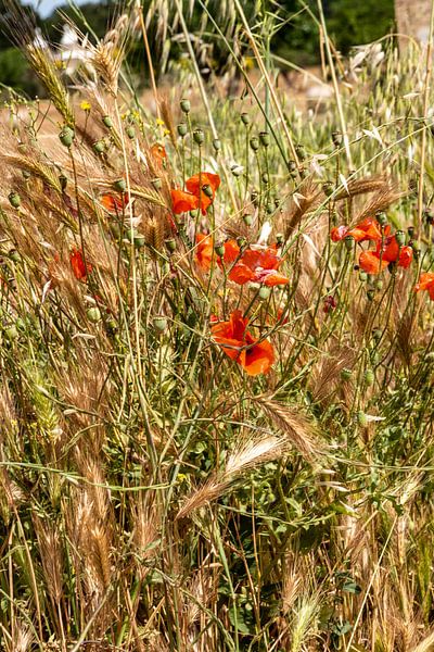 Poppy and cereals by Alex Neumayer