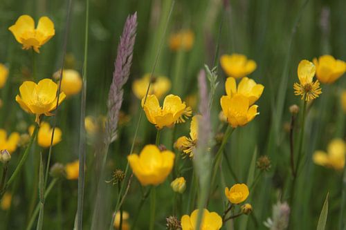 Boterbloemen