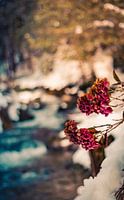 Hydrangea flower in a winter landscape