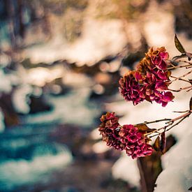 Hydrangea flower in a winter landscape by Mariette Alders