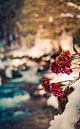 Hydrangea flower in a winter landscape by Mariette Alders thumbnail