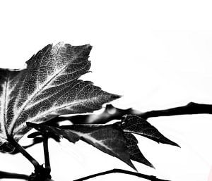LEAVES MONOCHROM v3B