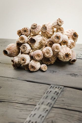 Stilleven met gedroogde papaverbollen (2)