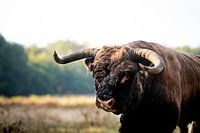 Scottish Highlander