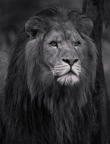 Lion d'Afrique (n/b)