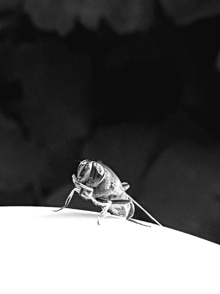 Vlieg in black and white by Joelle van Buren