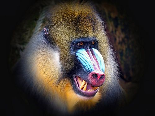 Portrait with long teeth